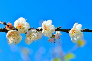 gren, blommor, Trädgård, vår, himmelen