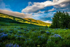 Colorado, květiny, louky, hory, Příroda, fotografie, USA