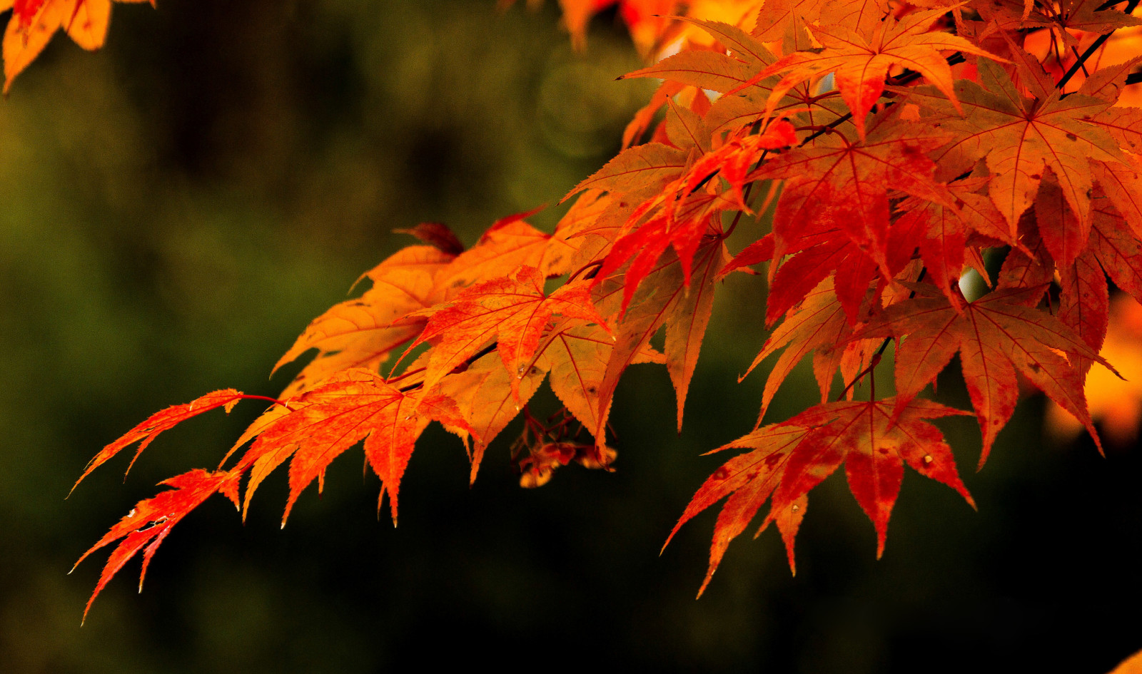 autunno, le foglie, ramo