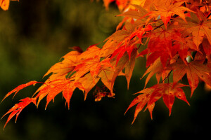 otoño, rama, hojas