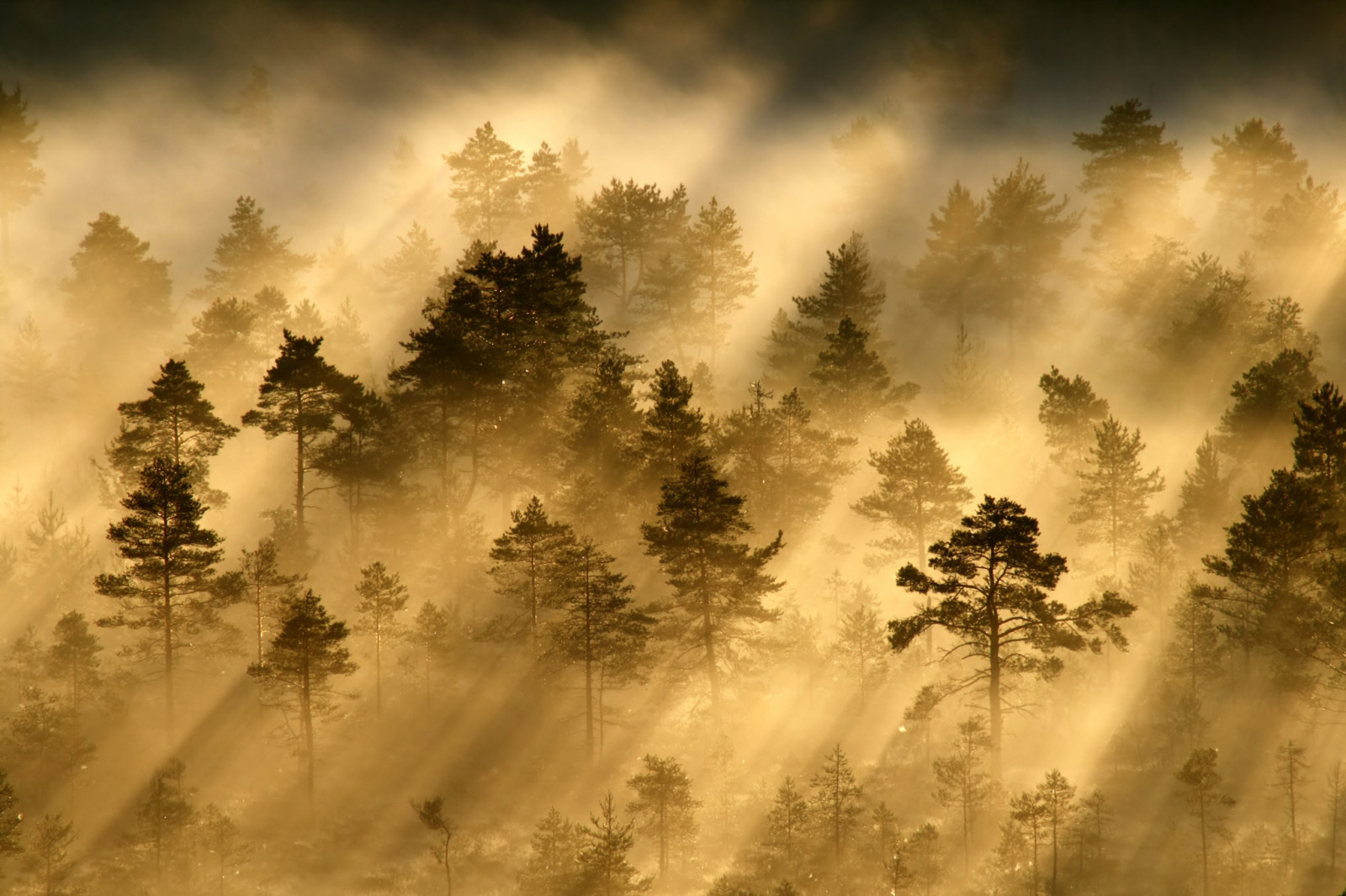 metsä, valo, aamu, säteet, usva