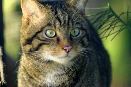 ojos, Koshak, Mira, Gato