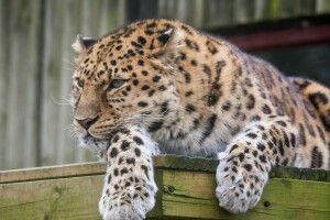 face, paws, predator, stay, The Amur leopard, wild cat