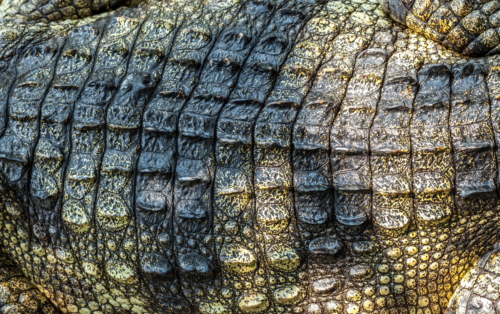 texture, cuir, crocodile, Peau