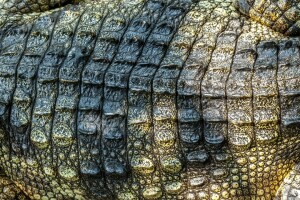 crocodilo, couro, Pele, textura