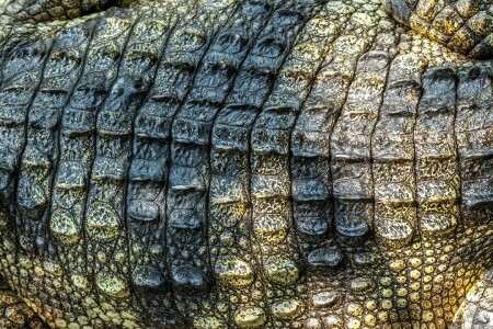 crocodile, cuir, Peau, texture