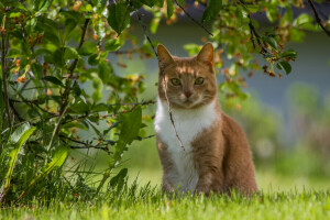 øjne, græs, sommer, Tomcat