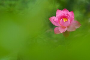 blomst, Lotus, petals, rosa