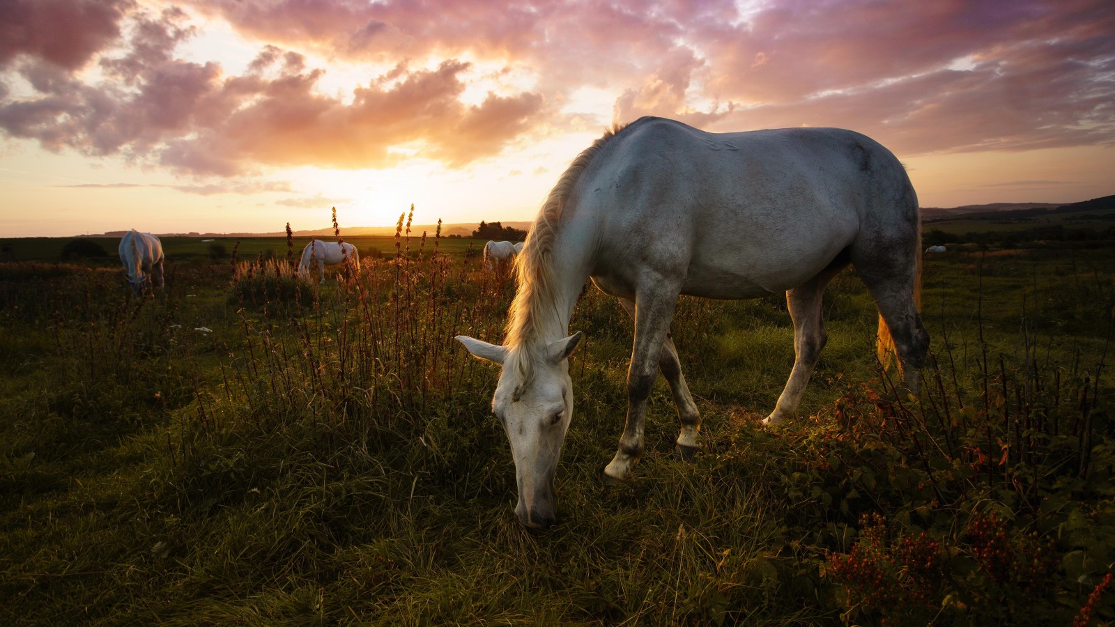 grass, pose, the sky, the evening, summer, sunset, horses, horse