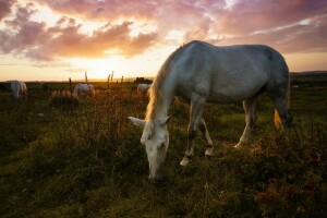 veld-, gras, begrazing, paard, paarden, weide, houding, zomer