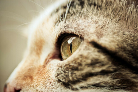 gato, face, macro, focinho, perfil