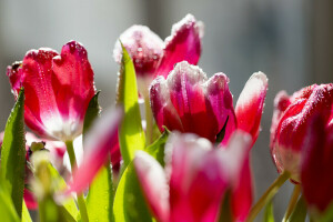 flores, natureza, tulipas