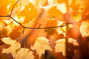 autumn, branch, leaves, maple, nature