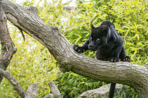 svart, katt, Jaguar, se, träd, © Tambako Jaguaren