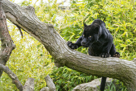 black, cat, Jaguar, look, tree, ©Tambako The Jaguar