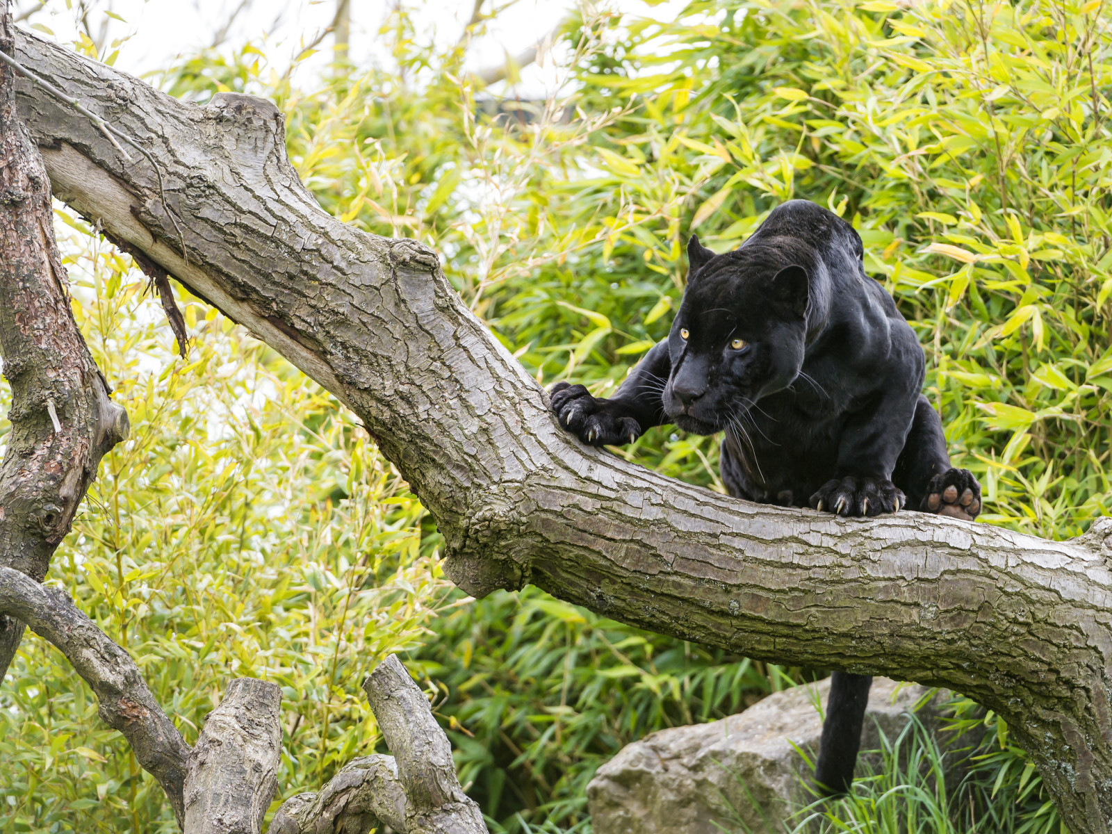 tree, look, cat, black, Jaguar, ©Tambako The Jaguar