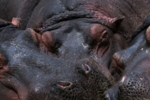 hippopotames, macro, la nature