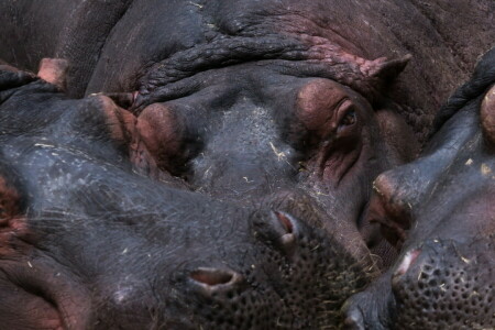 hippos, macro, nature