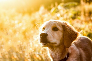 Hund, jeder, aussehen