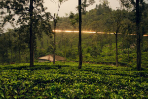 verdura, Sri Lanka, i cespugli, alberi, Tropici