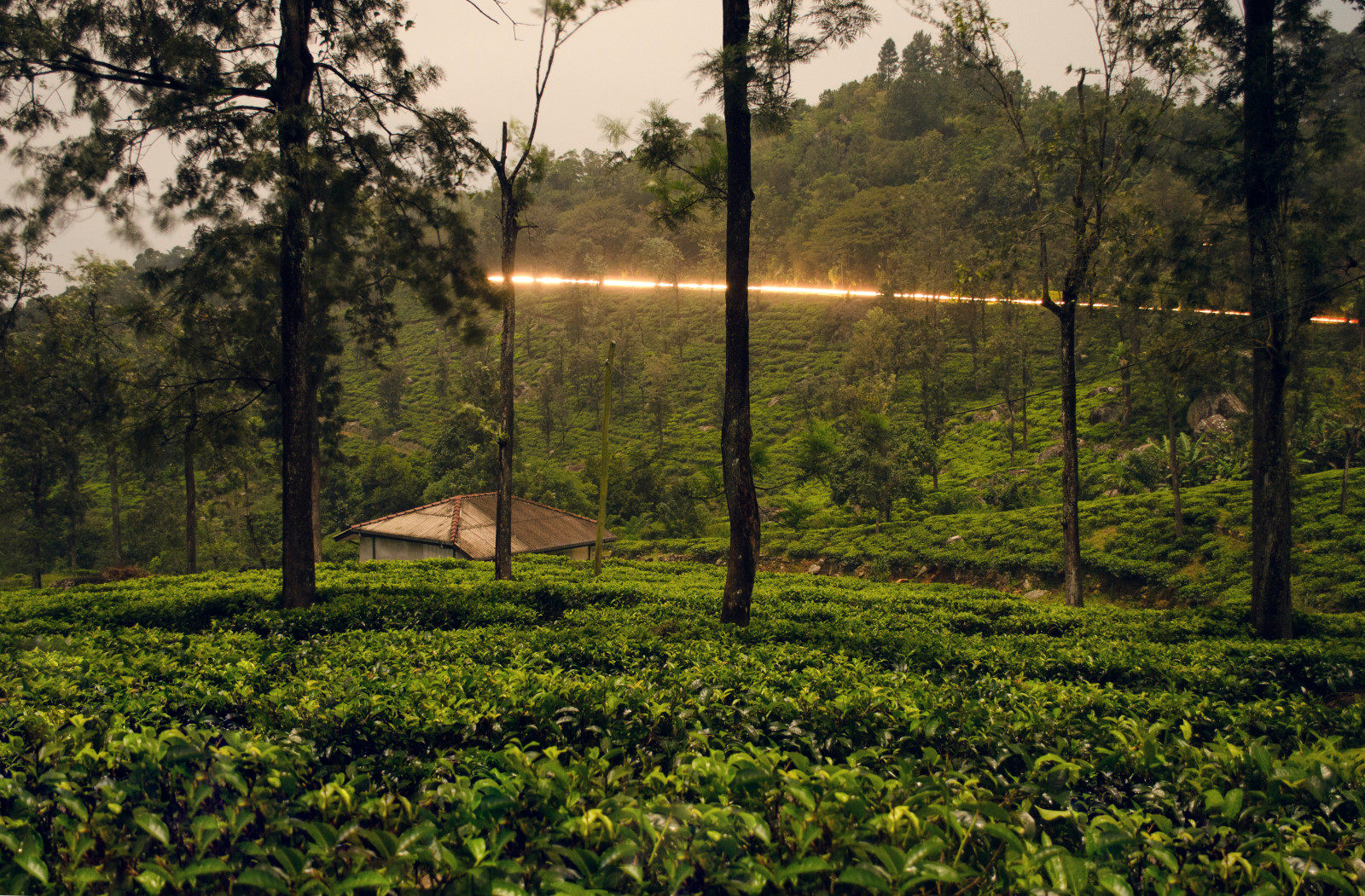 ağaçlar, yeşillik, çalılar, tropikal kuşak, Sri Lanka