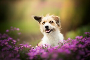 bokeh, perro, perrito, flores