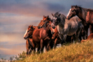 caballo, caballos, la manada