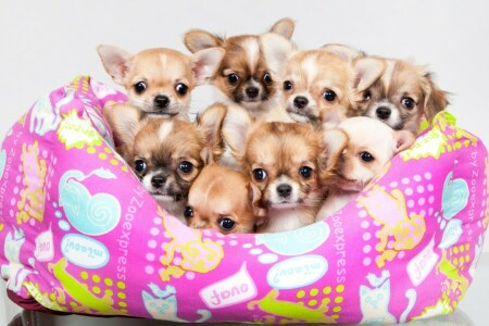 a lot, Chihuahua, cute, puppies