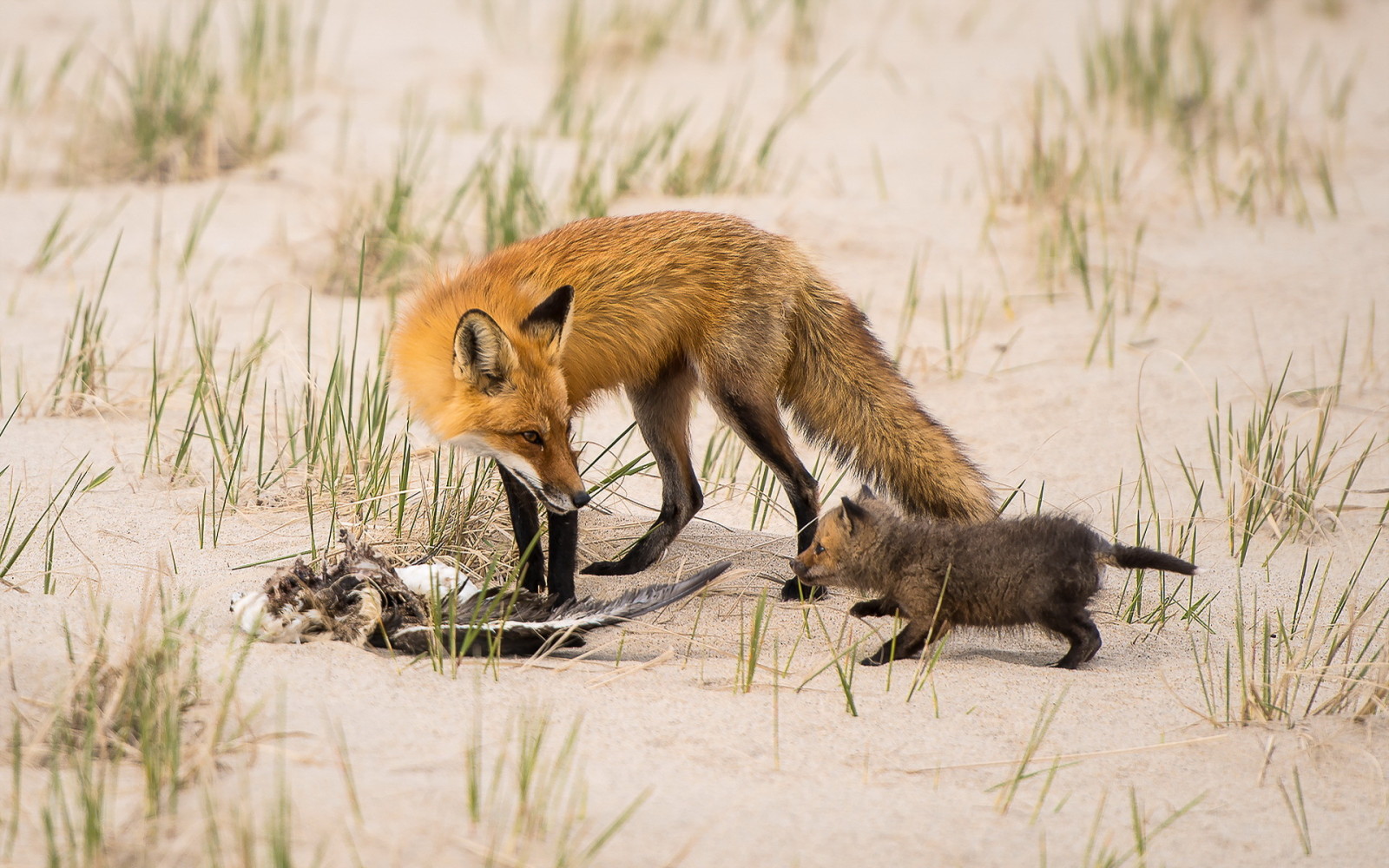 Natur, Fuchs, Jagd