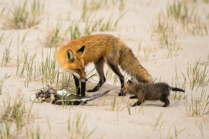 Volpe, a caccia, natura