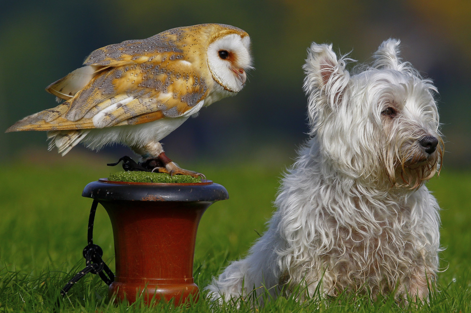 chien, hibou, oiseau, la chouette effraie