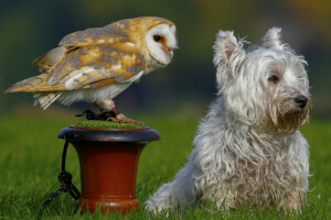 vogel, hond, uil, de kerkuil