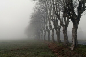 mist, ochtend-, weg, bomen