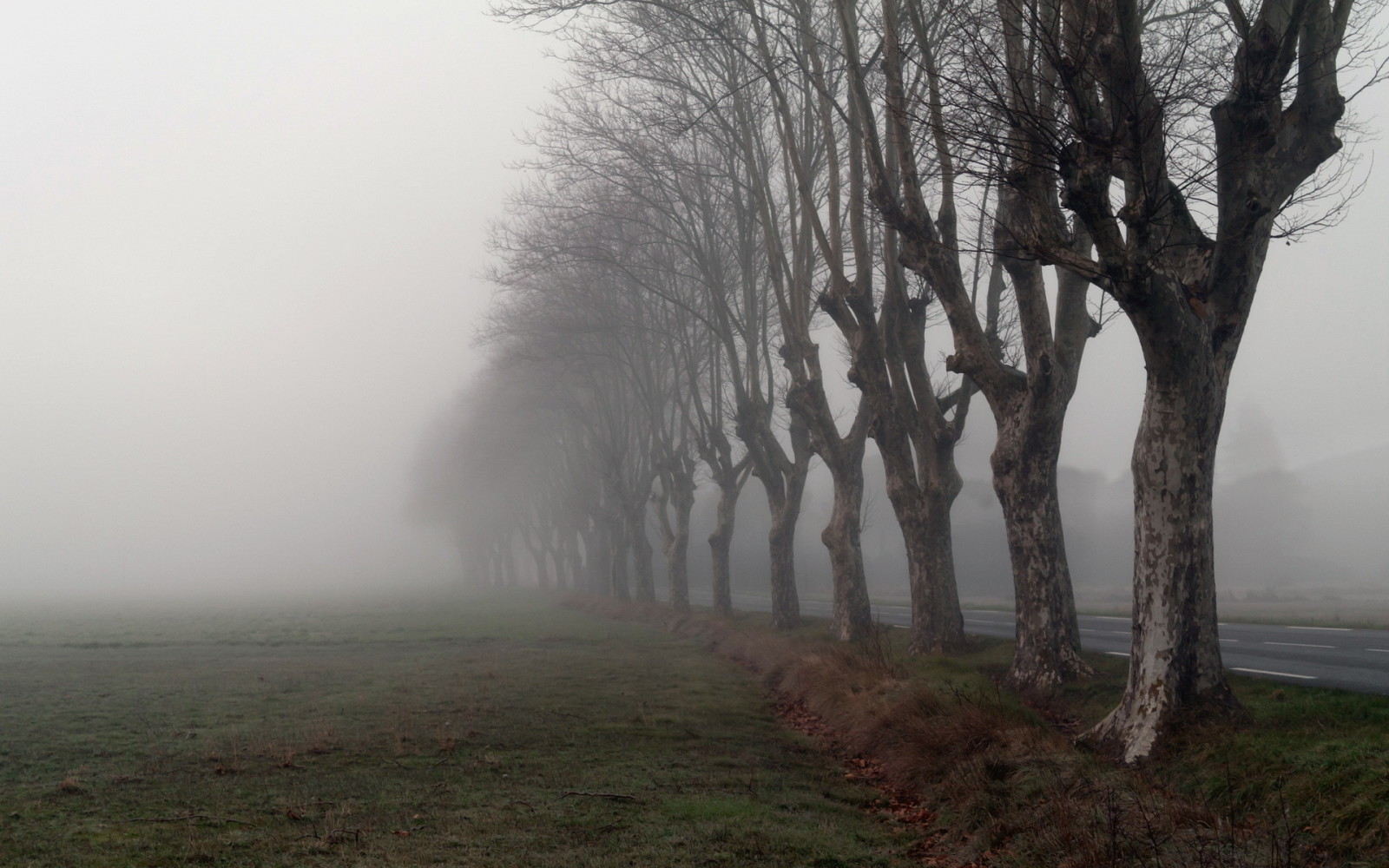 yol, ağaçlar, sabah, sis