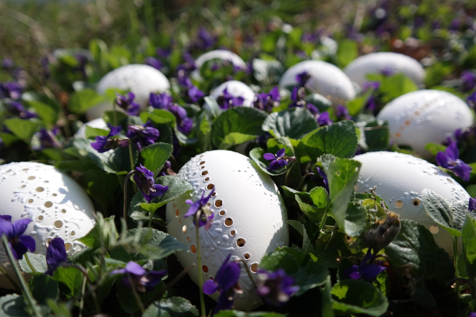 Natur, Urlaub, Eier, Blumen, Frühling, Ostern, violett