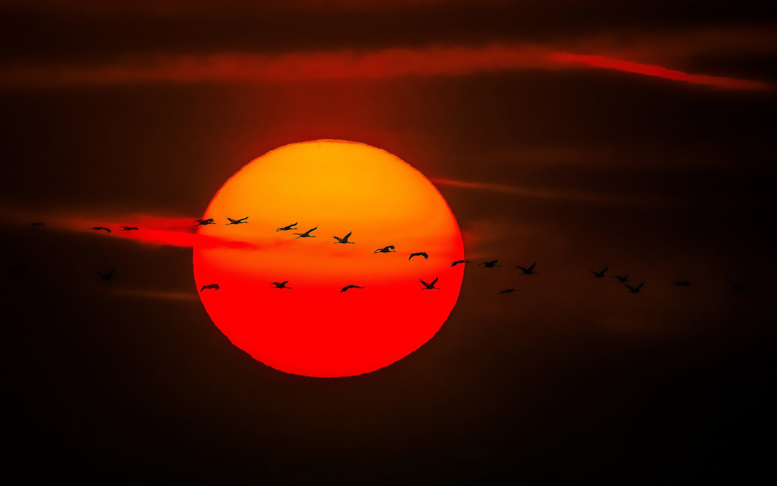 Le ciel, le coucher du soleil, vol, des oiseaux, le soleil