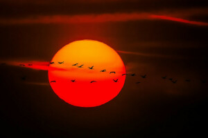 fugle, flyvningen, solnedgang, himlen, solen