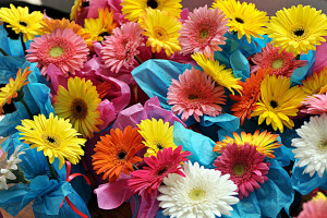 ramo de flores, Gerbera, pintar, pétalos