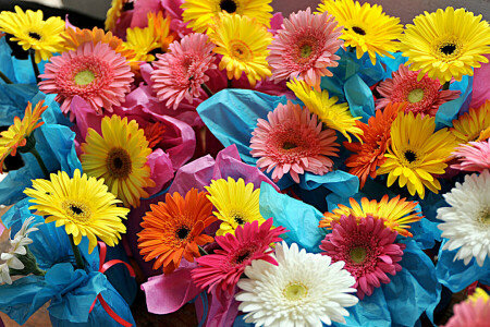 bukett, Gerbera, maling, petals