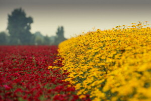 bloem, rood, geel