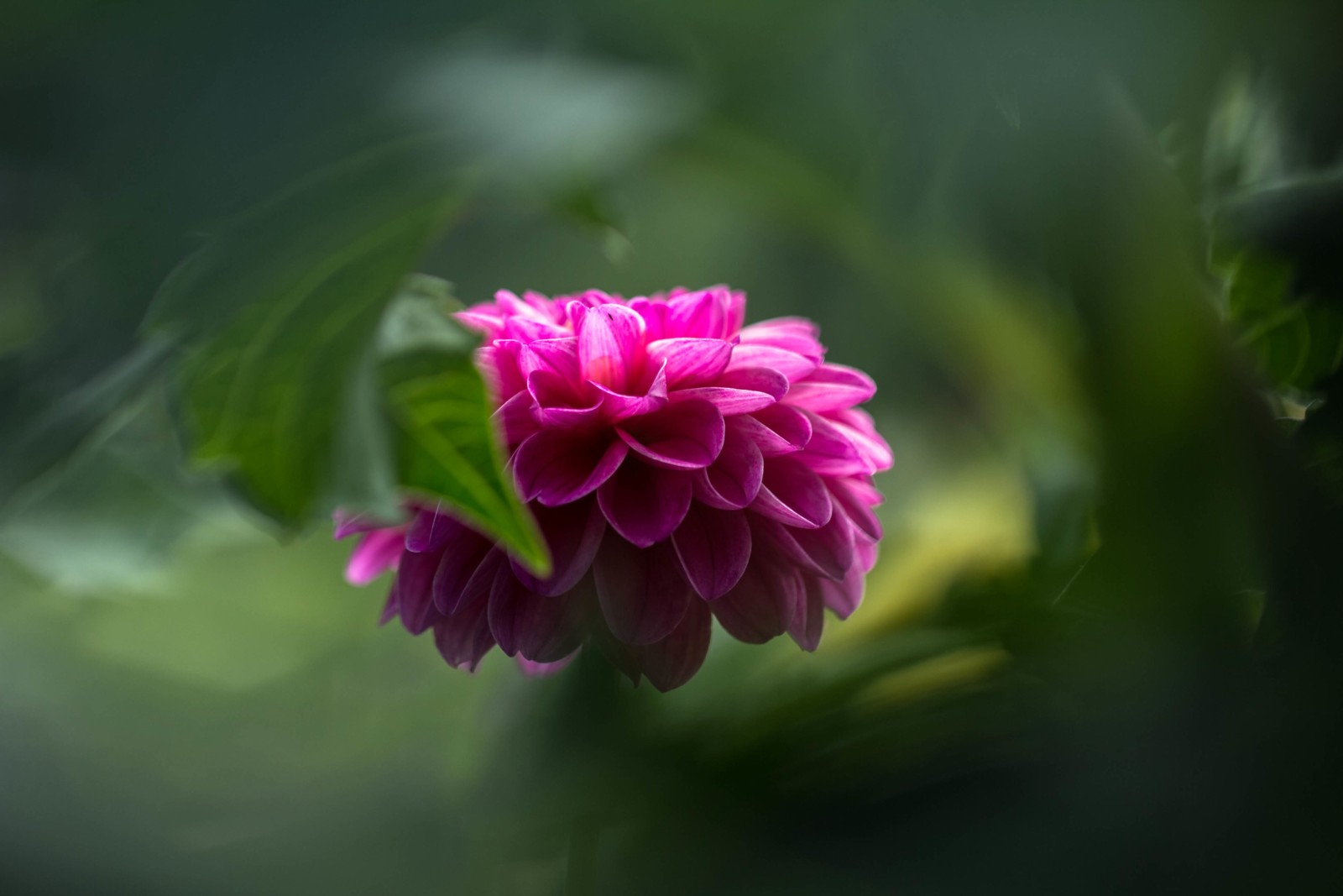 background, macro, flower, green