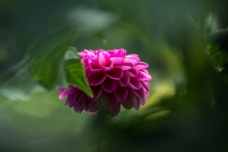 fundo, flor, verde, macro