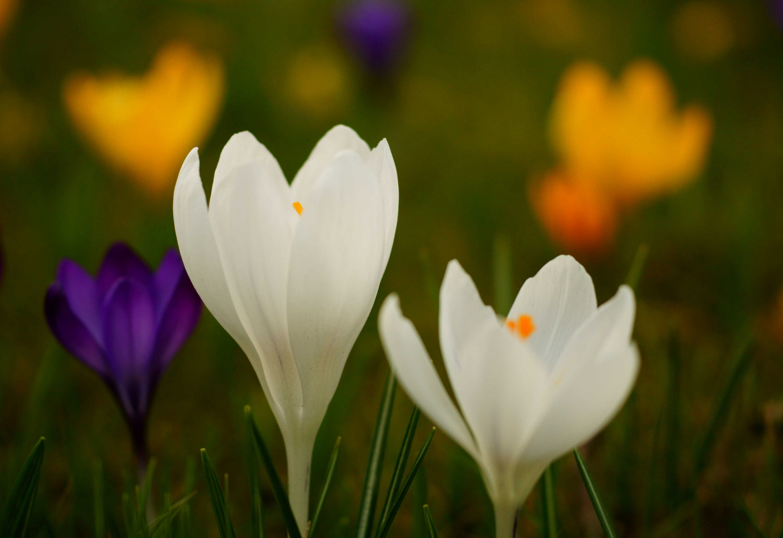 flores, Primavera, colorida, açafrões