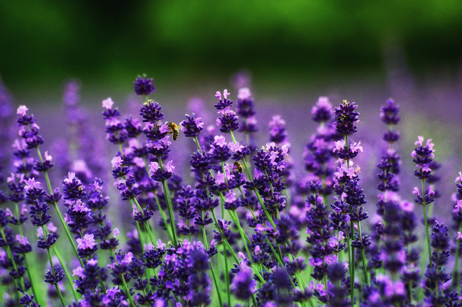 bokeh, lavanda, abelhas