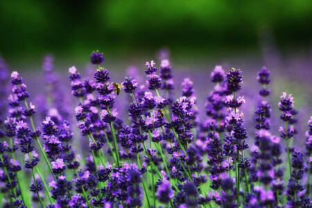 abejas, bokeh, lavanda