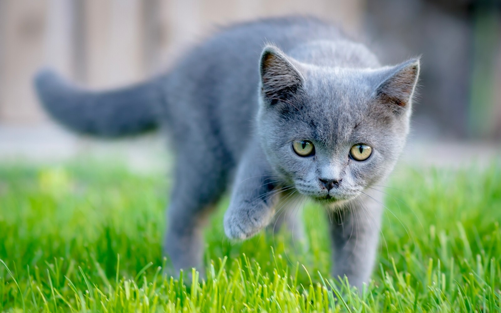 herbe, Regardez, minou