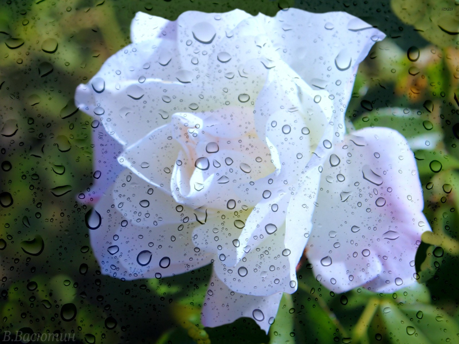 summer, glass, rose, rain