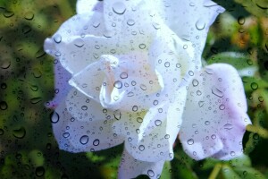 glas, regn, Rose, sommer