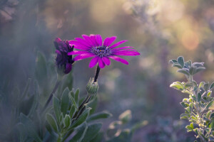 fleur, feuilles, la nature, plante