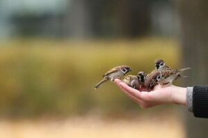 des oiseaux, main, ambiance